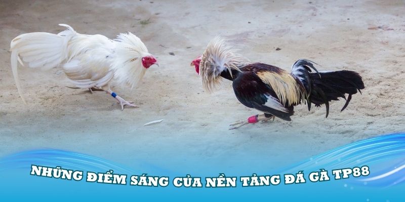 Những điểm sáng của nền tảng đá gà TP88